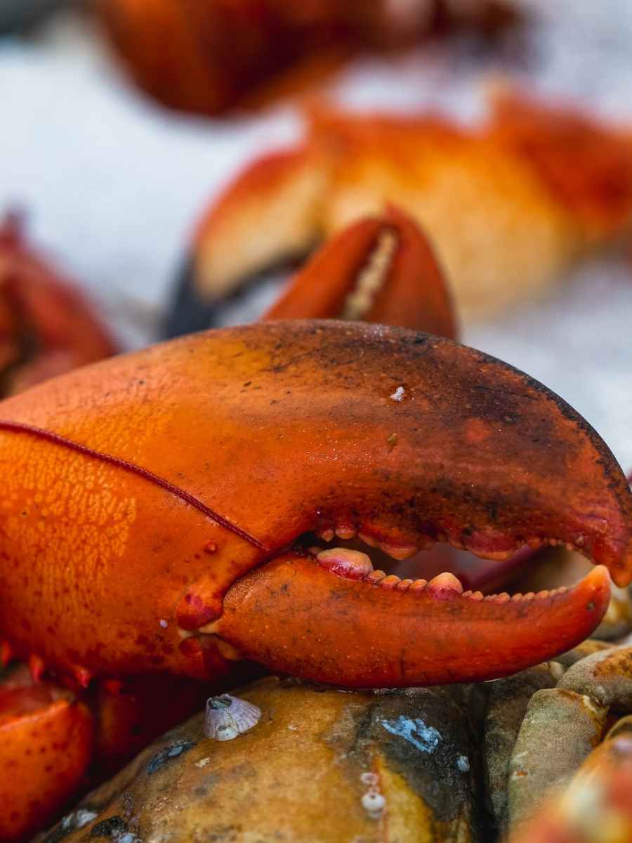 Lobster welfare: serious welfare issues for lobsters in the UK, with focus on&nbsp;slaughter